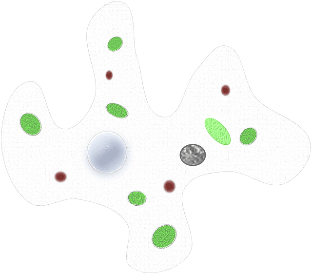 amoeba